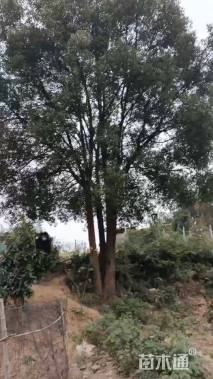 70公分(4杆)丛生香樟