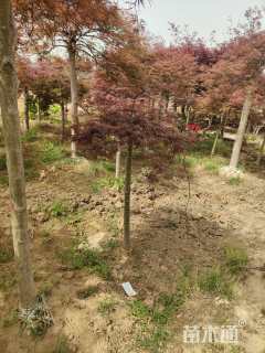 高度150厘米羽毛枫