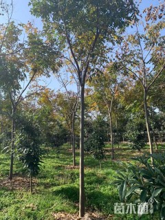 20公分栾树