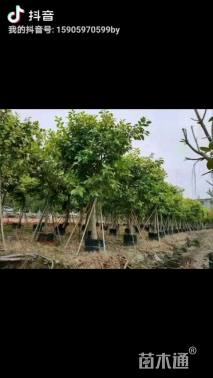 8公分花叶富贵榕