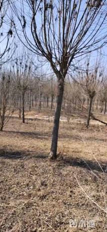 15公分秋紫白蜡