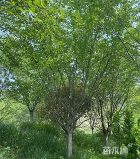 22公分染井吉野樱