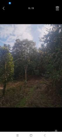 25公分乐昌含笑