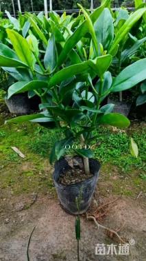 高度25厘米非洲茉莉