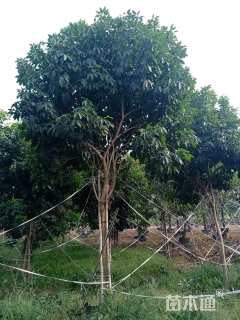 8公分紫花风铃木