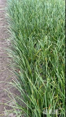 高度25厘米白花葱兰