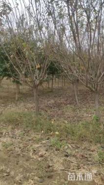 12公分日本晚樱