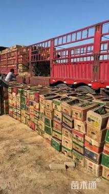 高度20厘米苦草