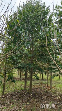 12公分乐昌含笑