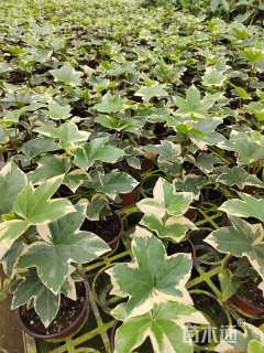 容器苗熊掌木