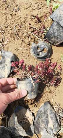 高度10厘米红景天