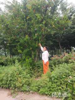 高度500厘米石榴