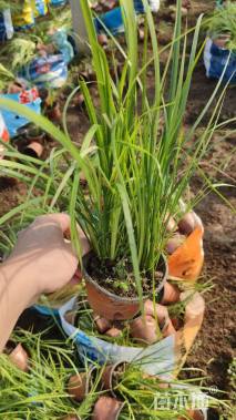 高度18厘米金叶石菖蒲