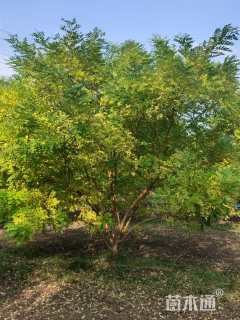 高度350厘米丛生金枝槐