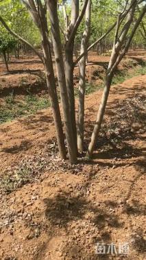 高度900厘米丛生白蜡