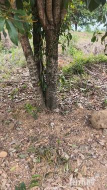 高度450厘米丛生桂花