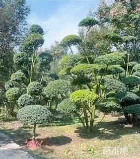 6公分造型小叶女贞