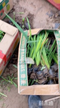 高度25厘米玉蝉花