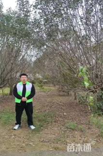 11公分绚丽海棠