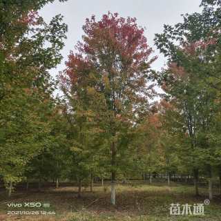 20公分美国红枫