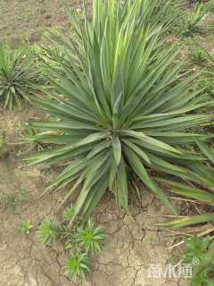 高度100厘米凤尾兰