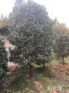 高度250厘米茶花-赤丹红