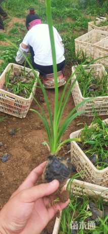 高度15厘米红宝石萱草