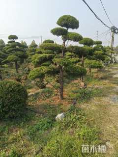 高度2500厘米龙柏