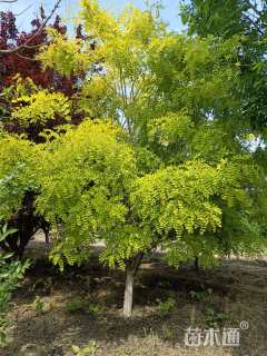 30公分黄金槐