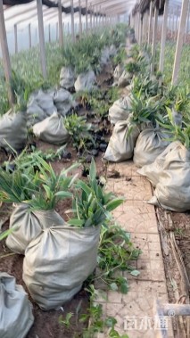 高度50厘米水竹芋