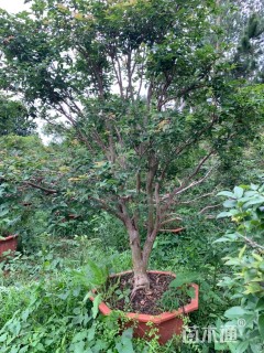 高度2000厘米嘉宝果