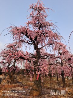 高度360厘米垂梅