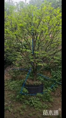 高度300厘米黄皮