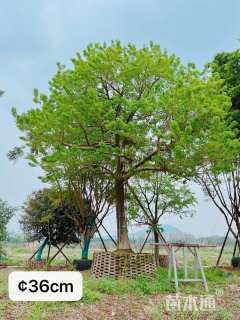 20公分红果冬青