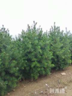 高度400厘米白皮松