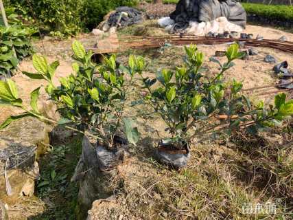 高度30厘米大叶栀子