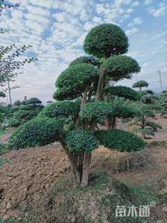 40公分造型小叶女贞