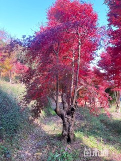 高度280厘米羽毛枫