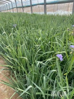 高度30厘米紫露草