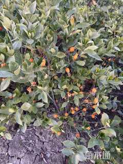 高度30厘米栀子花