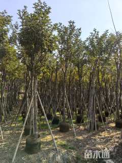 8公分黄花风铃木