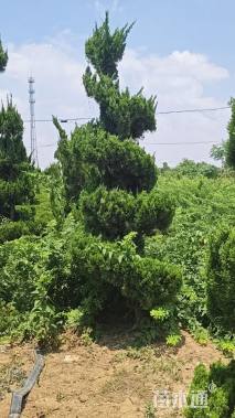 高度250厘米龙柏