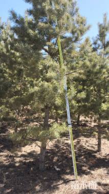 高度300厘米樟子松