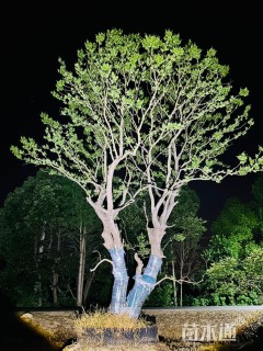 58公分(2杆)丛生乌桕