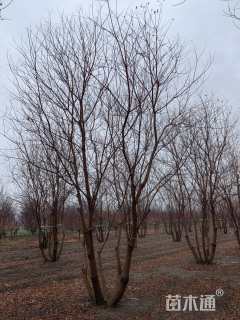 30公分(4杆)丛生乌桕