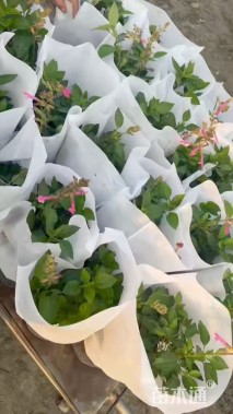 高度10厘米一串红