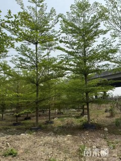 15公分小叶榄仁