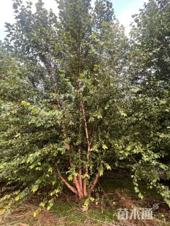 高度800厘米丛生河桦