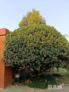 冠幅600厘米海桐球