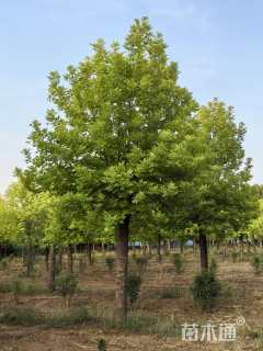 22公分金叶白蜡